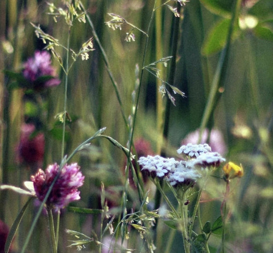 Soy Wax Candle, Wild Flower