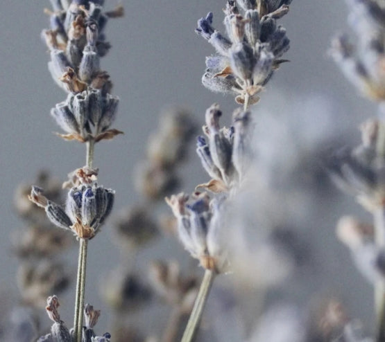 Soy Wax Candle, Lavender