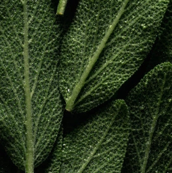 Omega 6-9 Glowing Skin Body Oil